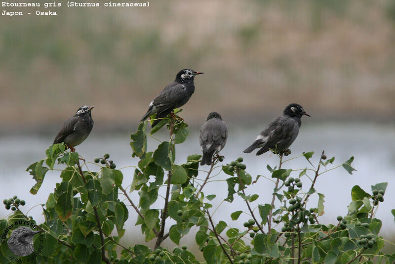 White-cheeked Starling