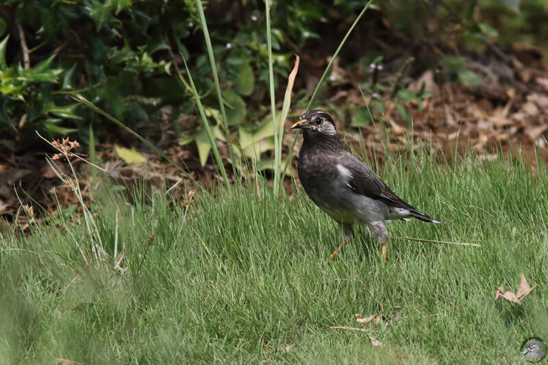 White-cheeked Starlingadult breeding, identification