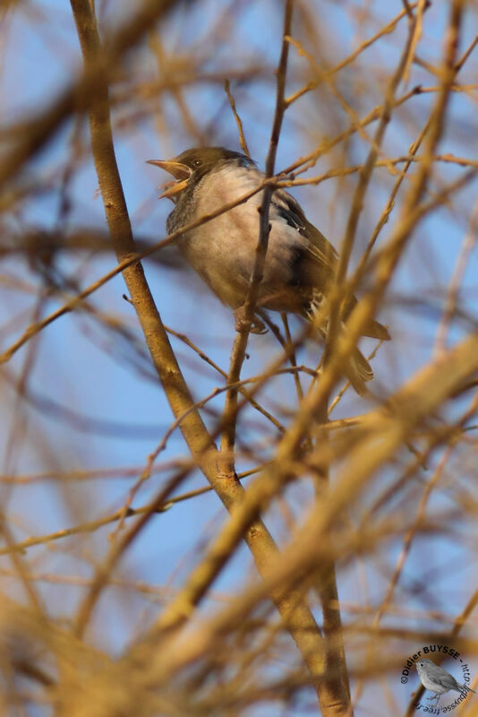 Étourneau roselinimmature, identification