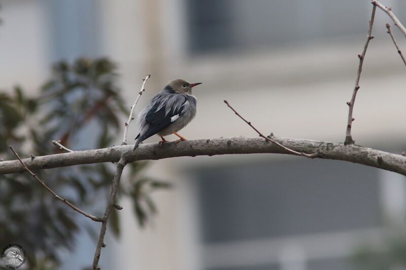 Étourneau soyeux, identification