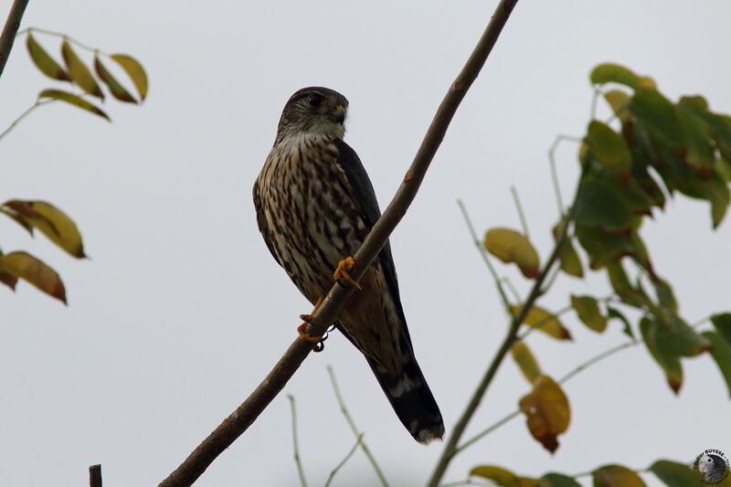 Merlin female adult, identification