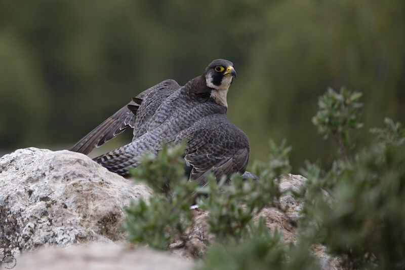 Peregrine Falcon