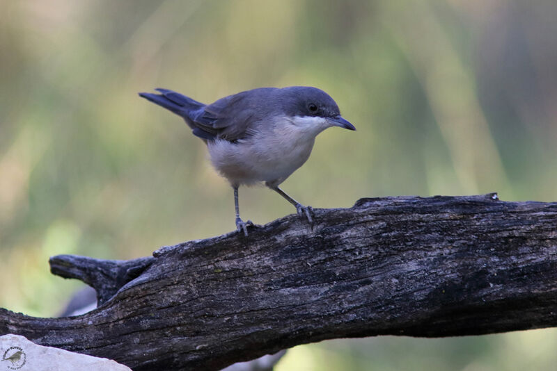 Western Orphean Warbler female, identification