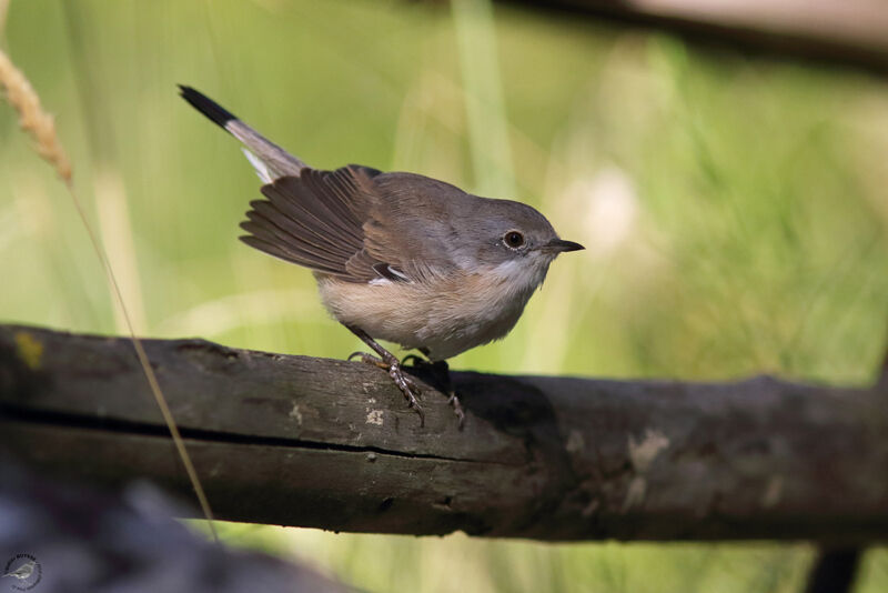 Fauvette passerinette femelle, identification