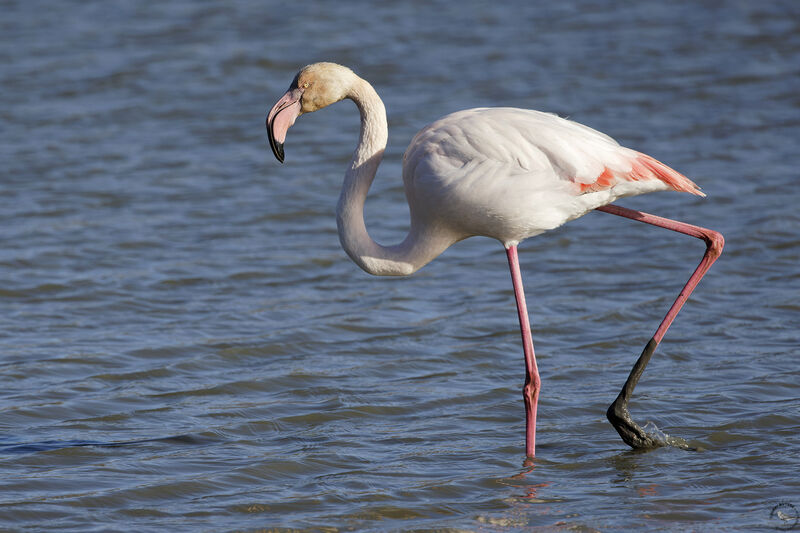 Greater Flamingo