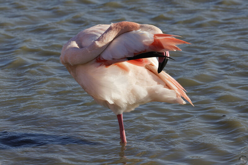 Greater Flamingo