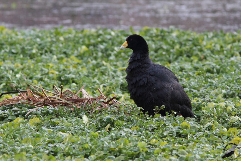 Andean Cootadult, identification