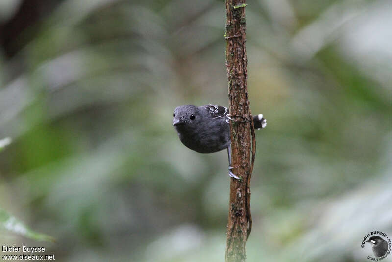 Common Scale-backed Antbird male adult, pigmentation, Behaviour