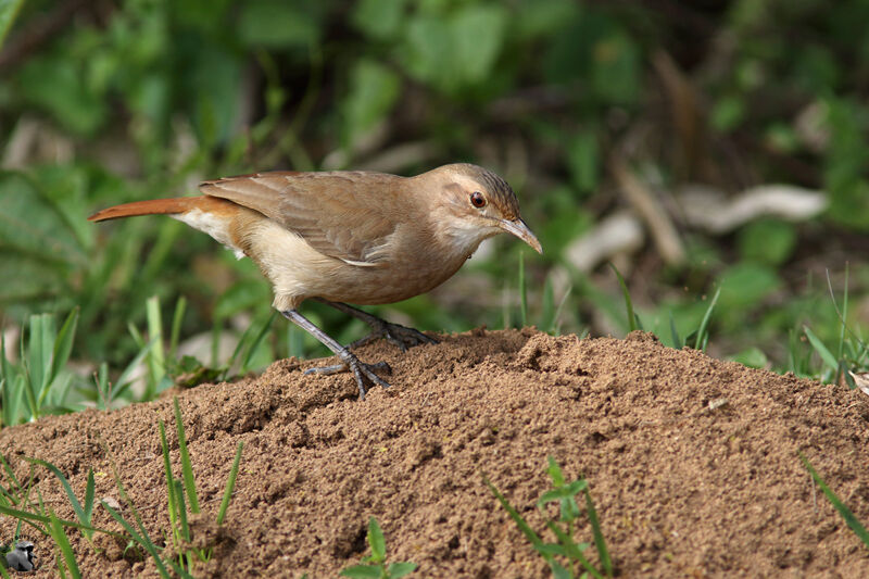 Rufous Horneroadult, identification, fishing/hunting