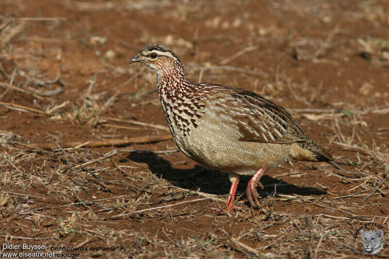 Francolin huppéadulte, identification