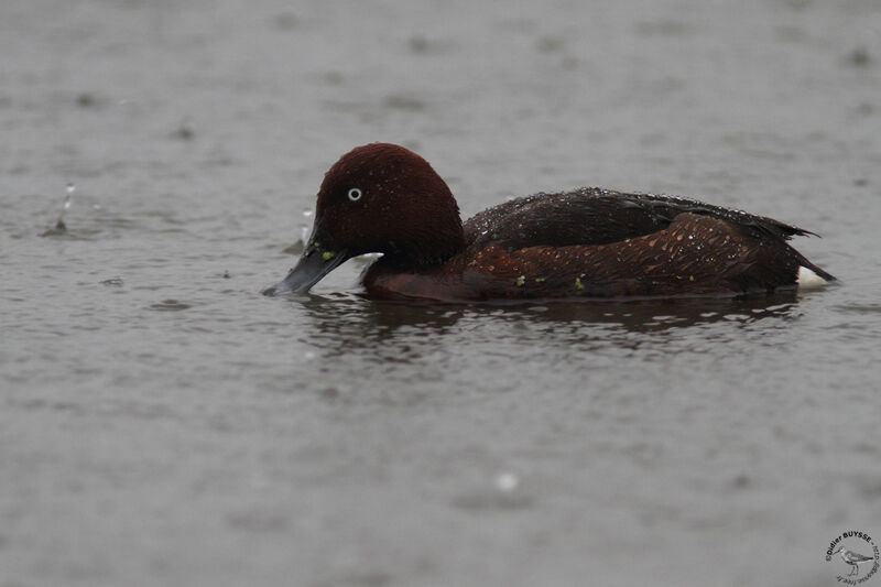 Ferruginous Duck male adult, identification