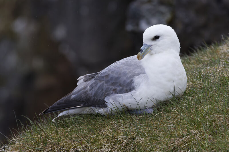 Fulmar boréal