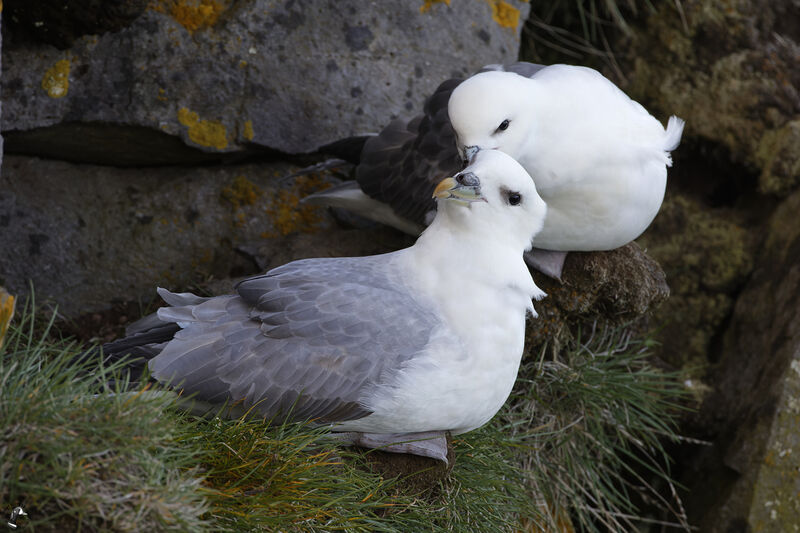 Northern Fulmaradult