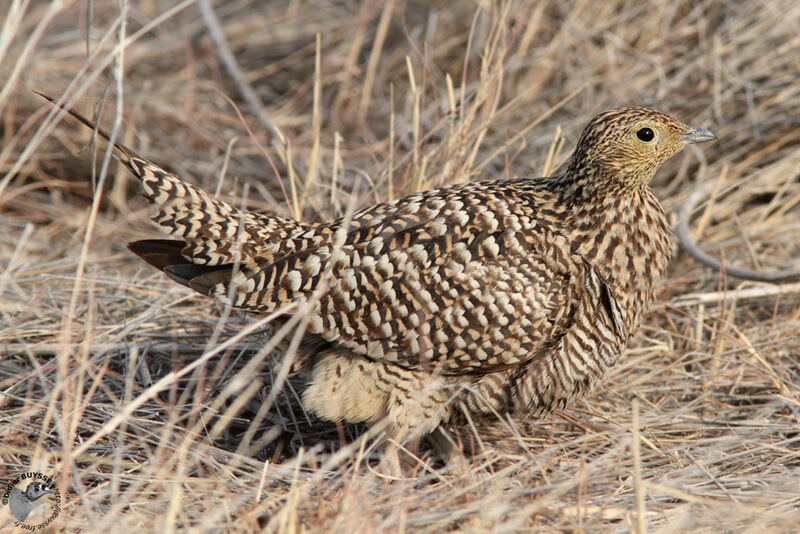 Namaqua Sandgrouse female adult