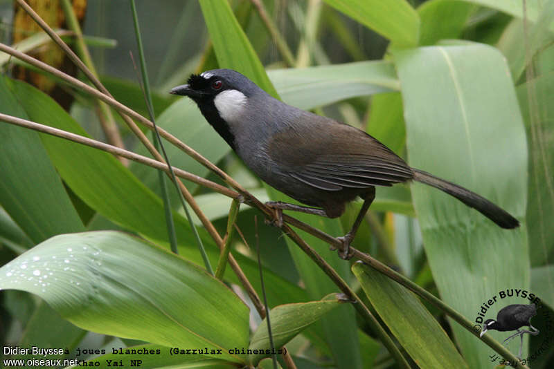 Black-throated Laughingthrushadult, identification