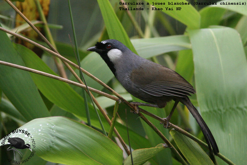 Black-throated Laughingthrushadult