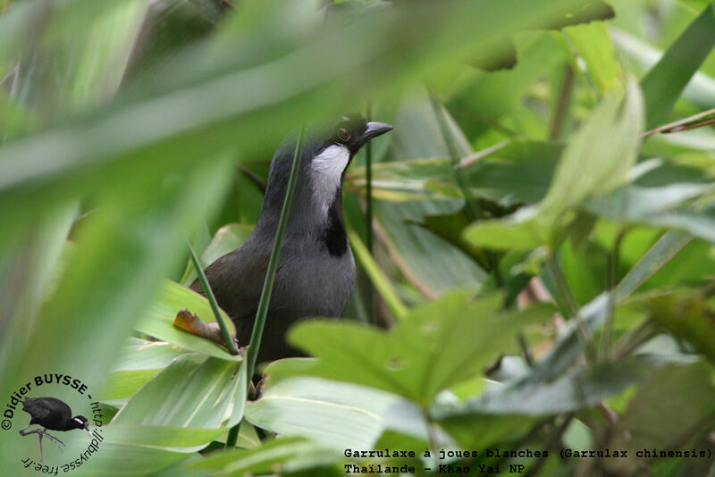 Black-throated Laughingthrushadult