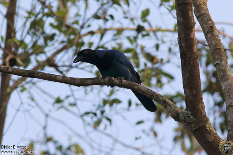 Azure Jayadult, identification