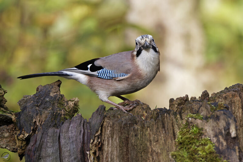 Eurasian Jay