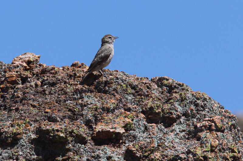 Rufous-banded Mineradult, identification, habitat, song