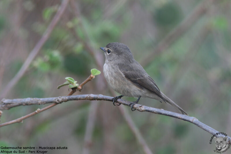 African Dusky Flycatcher, identification