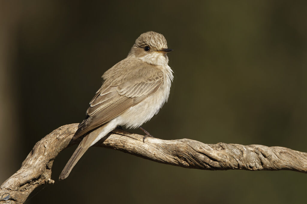 Mediterranean Flycatcheradult