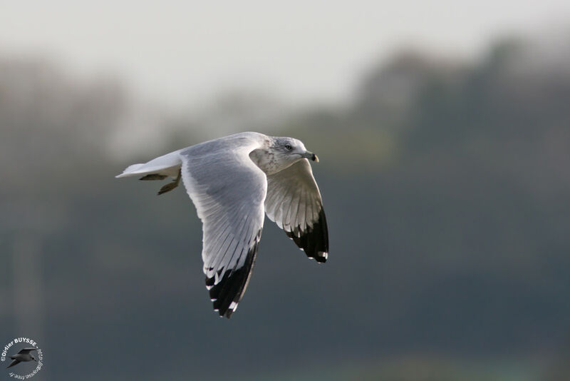 Ring-billed Gulladult post breeding, Flight