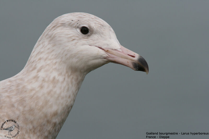 Glaucous GullSecond year, identification