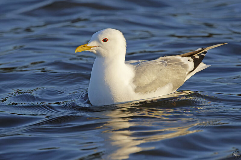 Common Gulladult, swimming