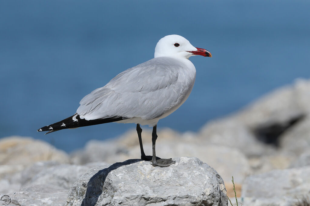 Audouin's Gull