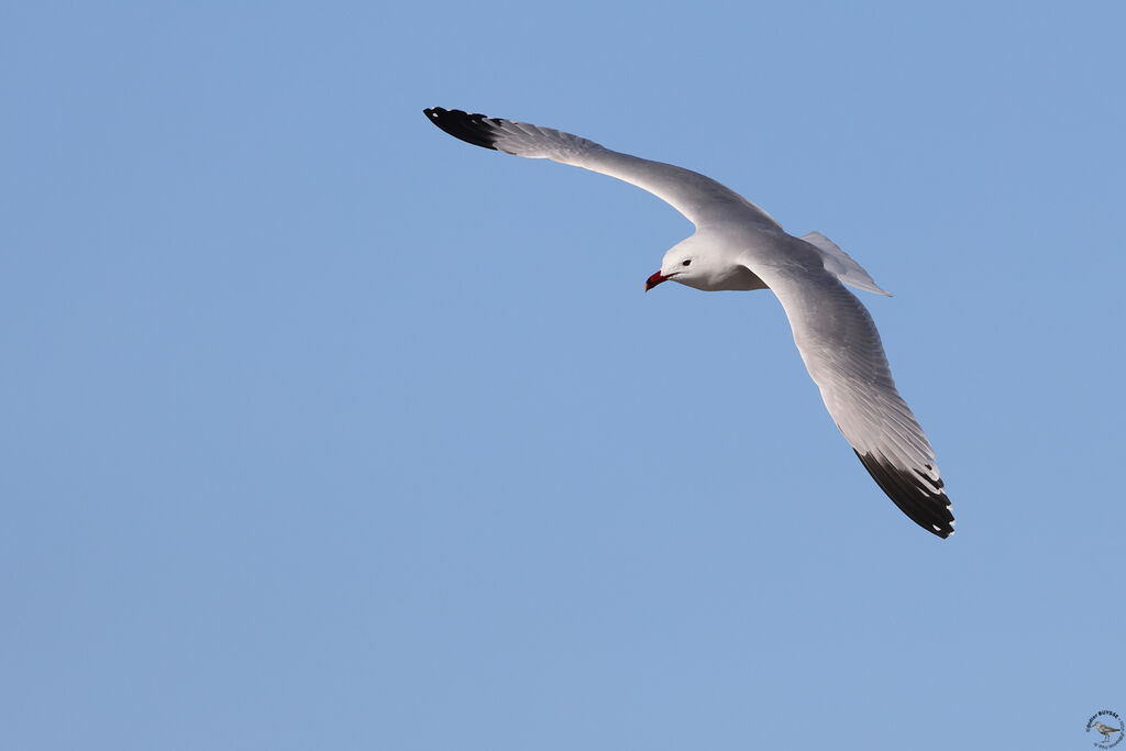Audouin's Gulladult, Flight