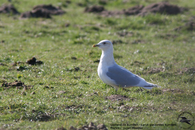 Iceland Gull (kumlieni)adult post breeding, identification