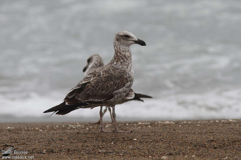 Goéland dominicainjuvénile, identification