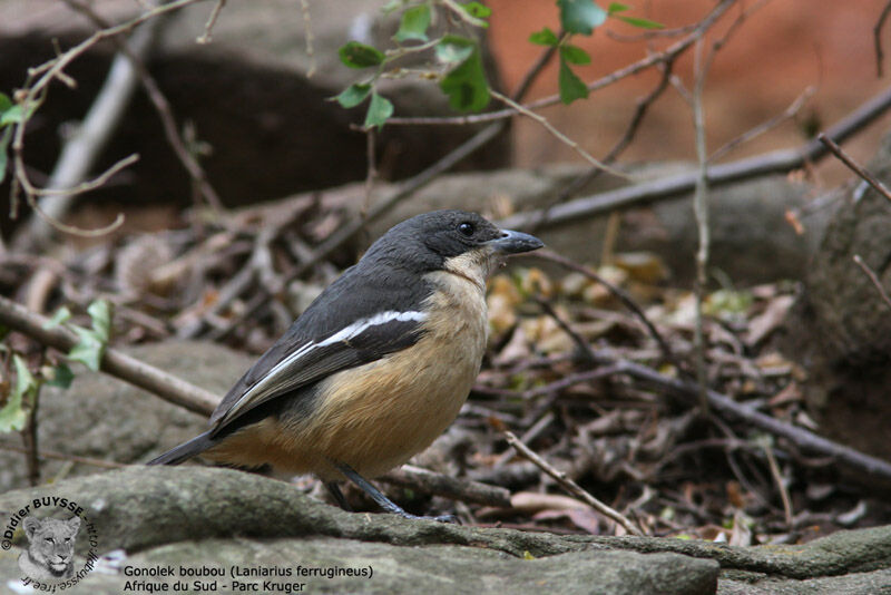 Southern Boubou