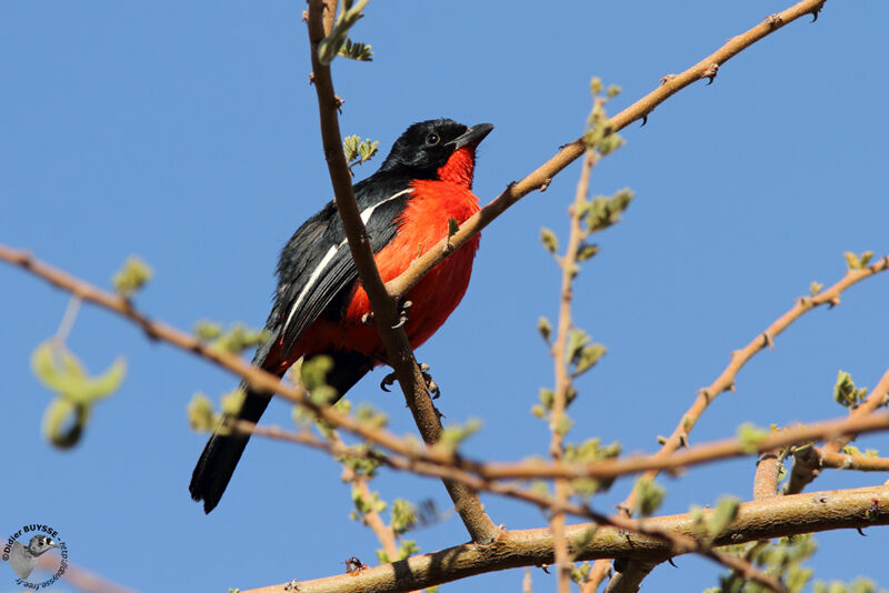 Crimson-breasted Shrikeadult