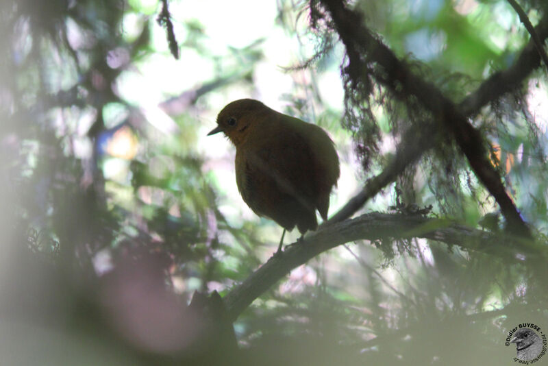 Muisca Antpittaadult, identification