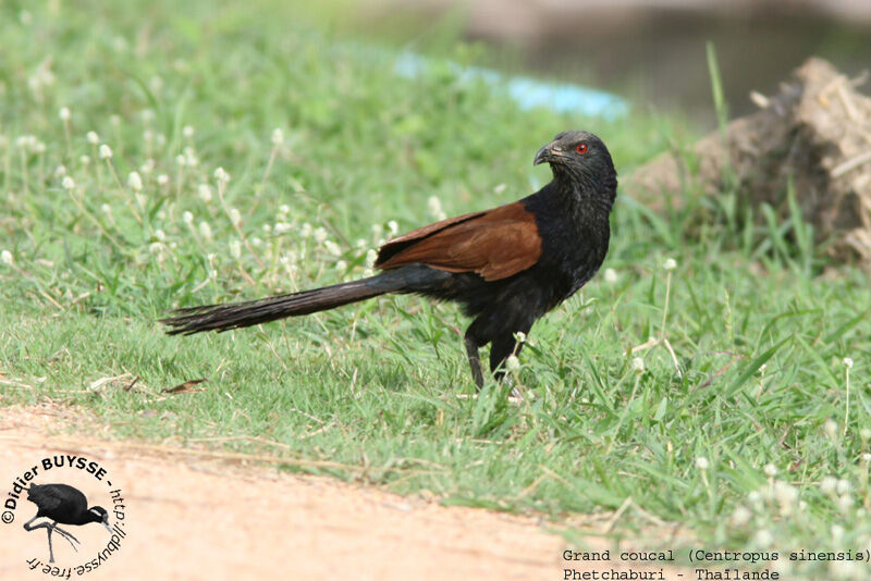 Greater Coucaladult breeding