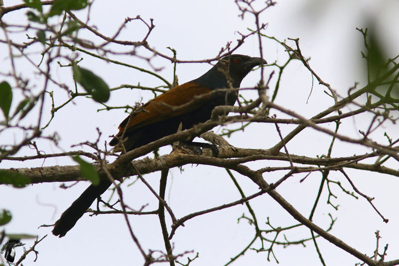 Grand Coucaladulte, identification