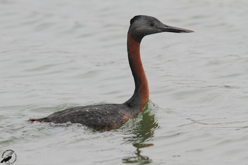 Great Grebeadult, identification