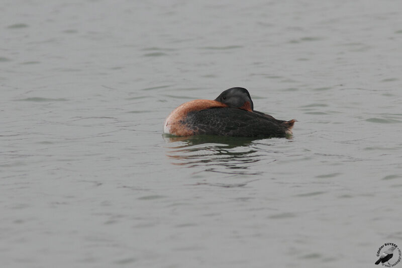 Grand Grèbeadulte, identification, Comportement