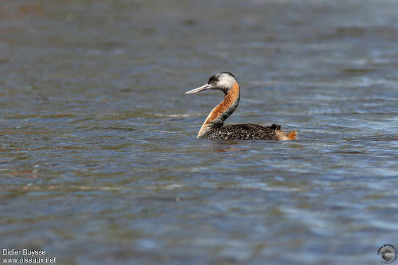 Grand Grèbeadulte, identification