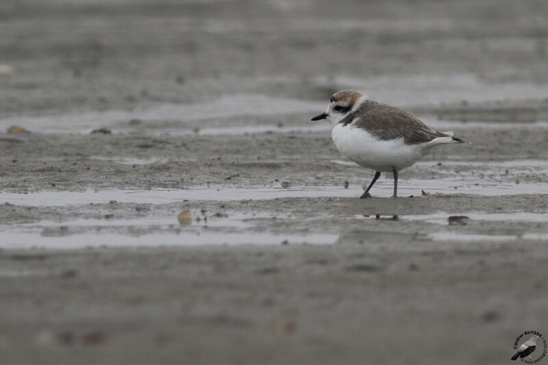 Snowy Plover