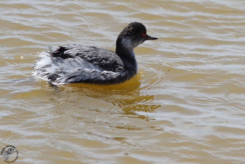 Black-necked Grebeadult post breeding, identification