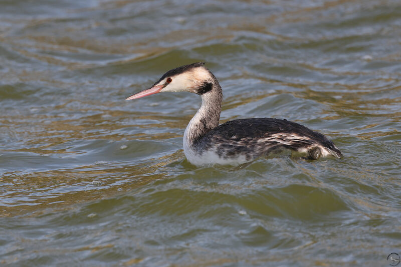 Great Crested GrebeFirst year, swimming