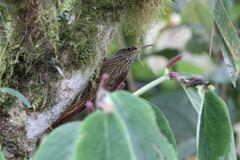 Grimpar montagnardadulte nuptial, identification