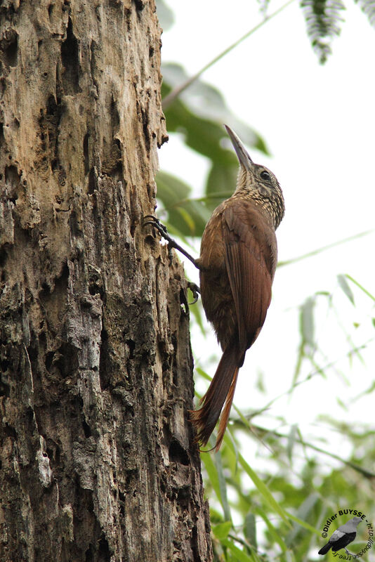 Straight-billed Woodcreeper