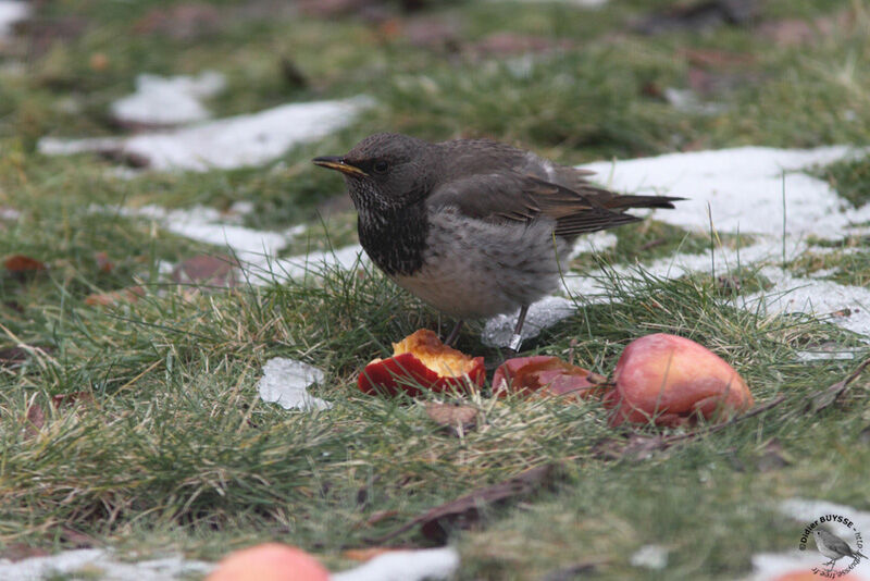 Black-throated Thrush male First year