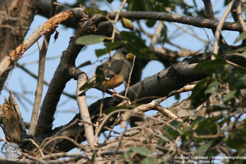 Chinese Grosbeakjuvenile