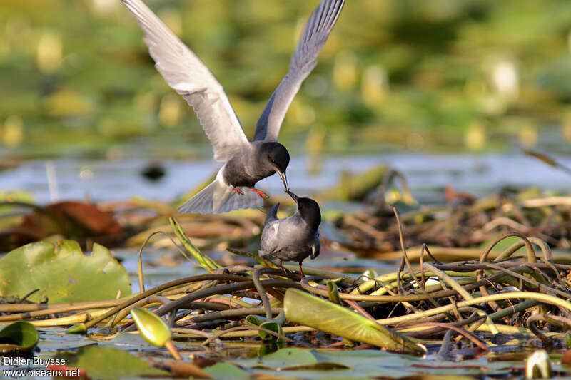 Black Ternadult breeding, habitat, courting display, Behaviour