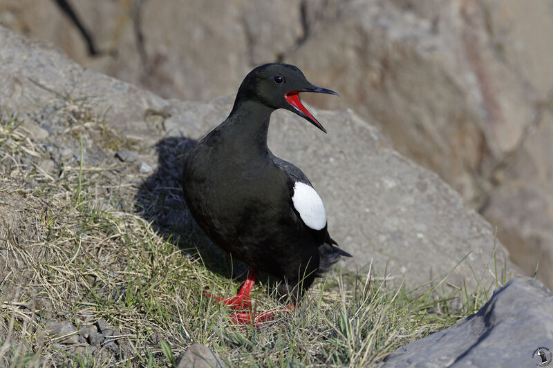 Black Guillemotadult breeding